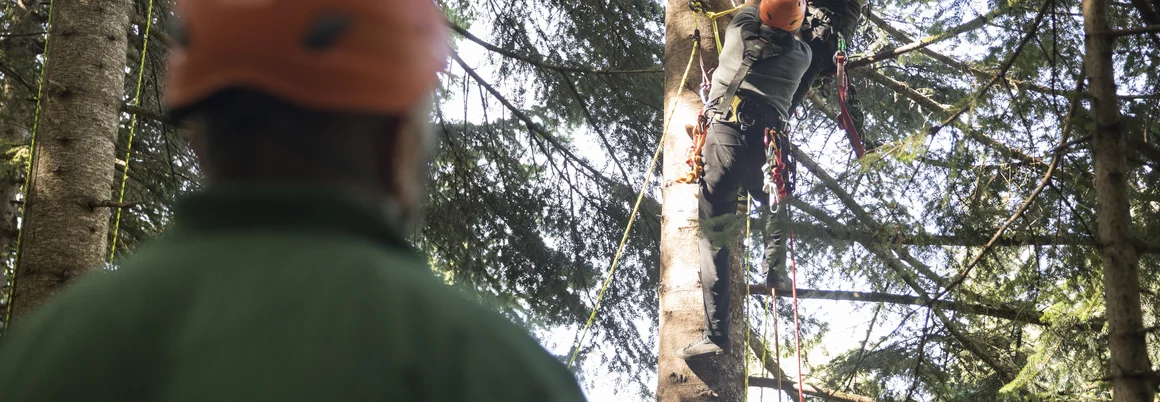 Zwei Personen mit Helm klettern auf Baum